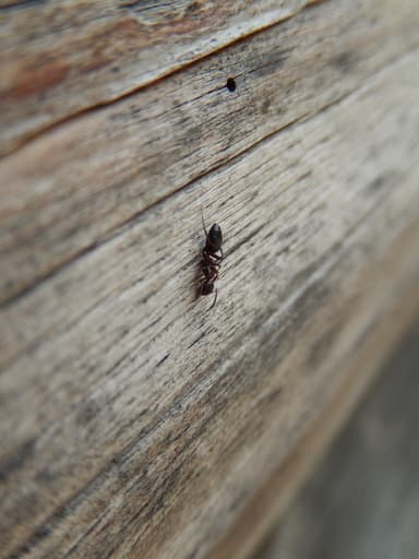Colobopsis truncata photo 91