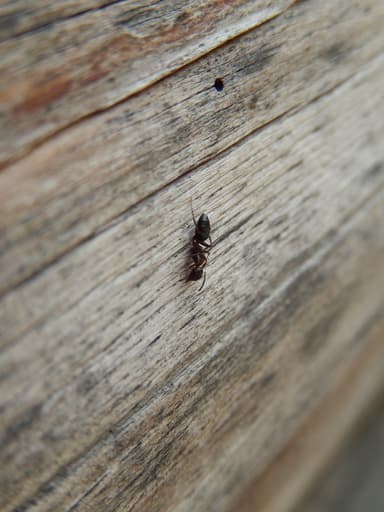 Colobopsis truncata photo 93