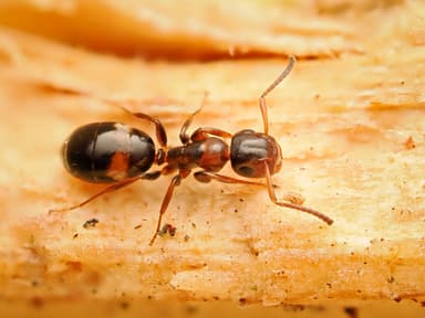 Colobopsis truncata photo 98