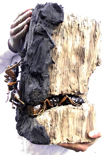 Colobopsis truncata photo 4
