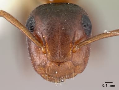 Colobopsis truncata photo 5