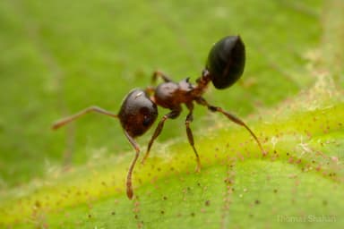 Crematogaster ashmeadi photo 13