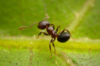 Crematogaster ashmeadi photo 14