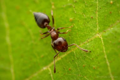 Crematogaster ashmeadi photo 15