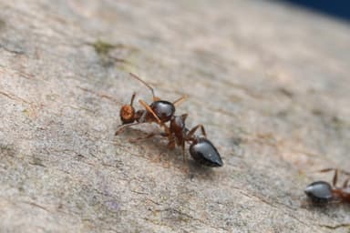 Crematogaster ashmeadi photo 16