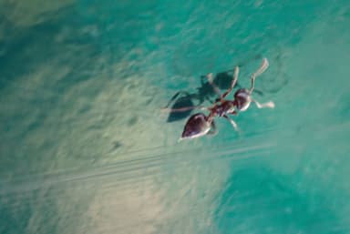 Crematogaster ashmeadi photo 17