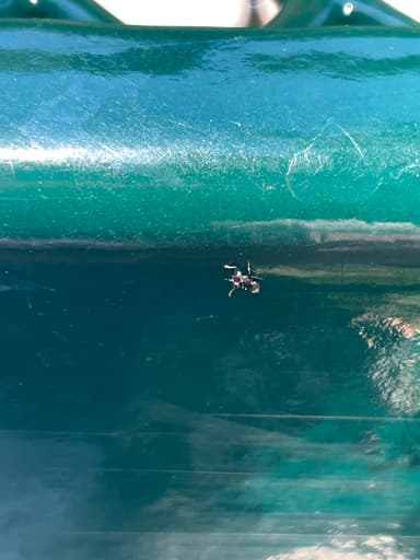 Crematogaster ashmeadi photo 18
