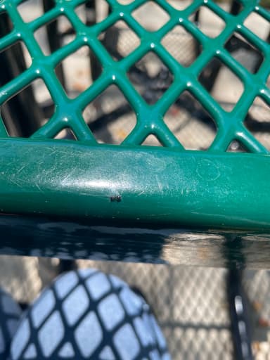 Crematogaster ashmeadi photo 19