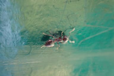 Crematogaster ashmeadi photo 20