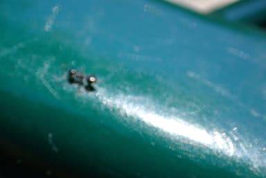 Crematogaster ashmeadi photo 22