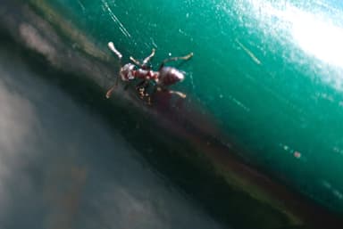 Crematogaster ashmeadi photo 23