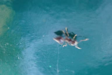 Crematogaster ashmeadi photo 26