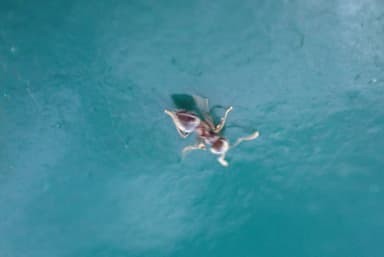 Crematogaster ashmeadi photo 27