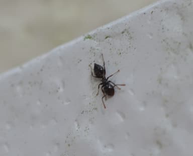 Crematogaster ashmeadi photo 28