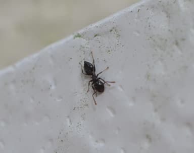 Crematogaster ashmeadi photo 29