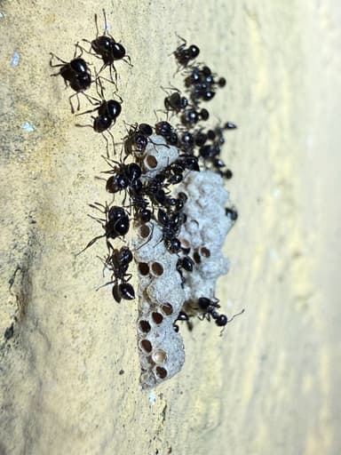 Crematogaster ashmeadi photo 30
