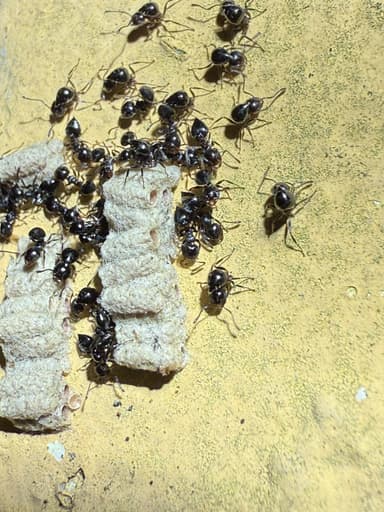 Crematogaster ashmeadi photo 31