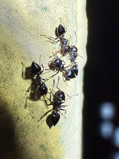 Crematogaster ashmeadi photo 32