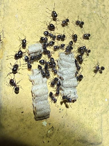 Crematogaster ashmeadi photo 33