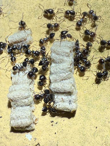 Crematogaster ashmeadi photo 34