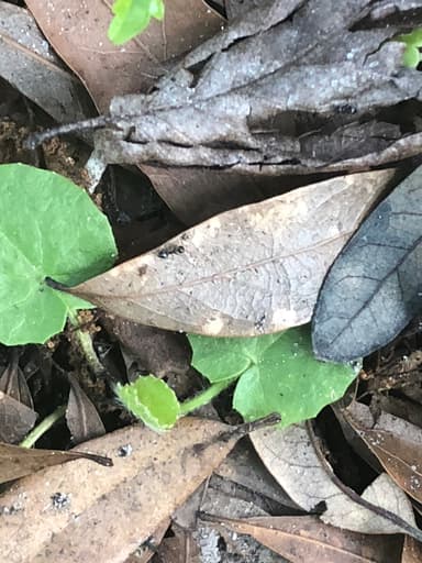 Crematogaster ashmeadi — colony photo 35