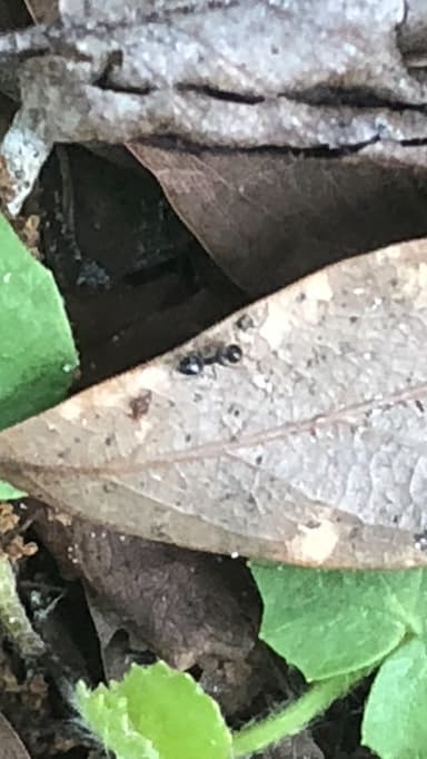 Crematogaster ashmeadi — colony photo 37