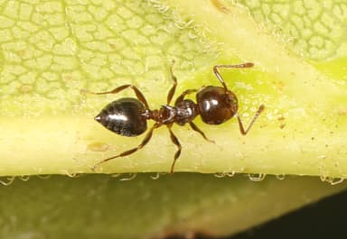 Crematogaster ashmeadi photo 38