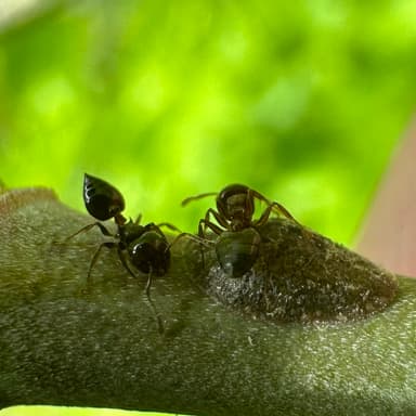 Crematogaster ashmeadi photo 39