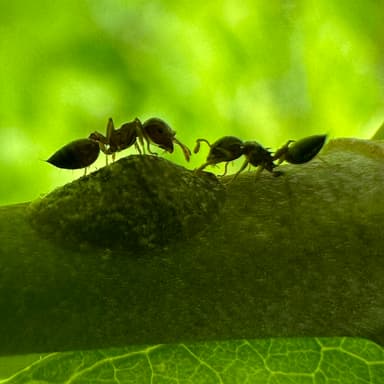 Crematogaster ashmeadi photo 40