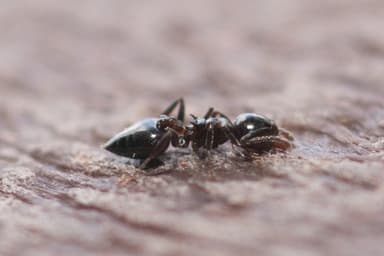 Crematogaster ashmeadi photo 41