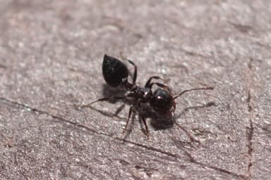 Crematogaster ashmeadi photo 42