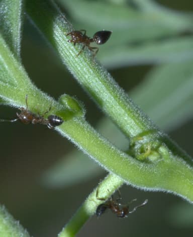 Crematogaster ashmeadi photo 1