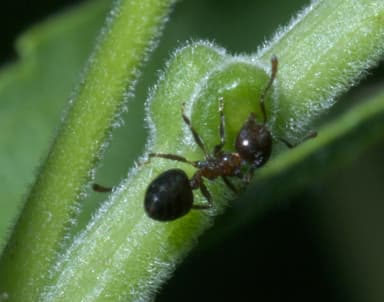 Crematogaster ashmeadi photo 2