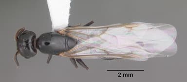 Crematogaster ashmeadi — queen photo 3