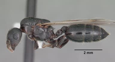Crematogaster ashmeadi — queen photo 5