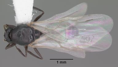 Crematogaster ashmeadi — queen photo 6