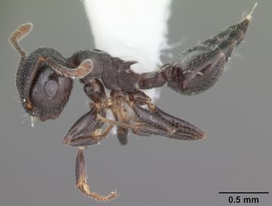 Crematogaster ashmeadi — queen photo 9