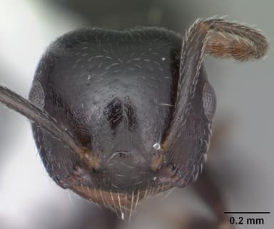Crematogaster ashmeadi — queen photo 12