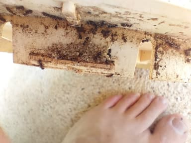 Crematogaster auberti photo 5