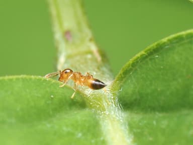 Crematogaster biroi photo 5