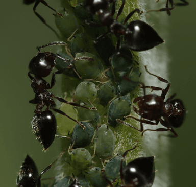 Crematogaster cerasi photo 60