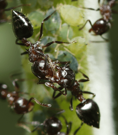 Crematogaster cerasi photo 62
