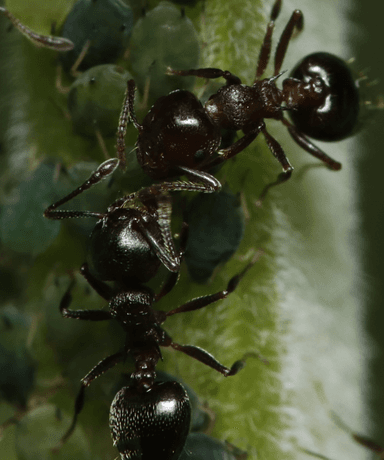 Crematogaster cerasi photo 63