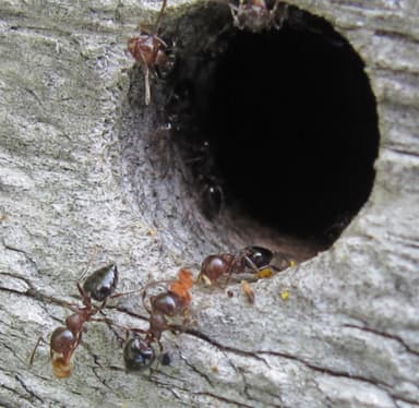 Crematogaster cerasi — worker photo 1