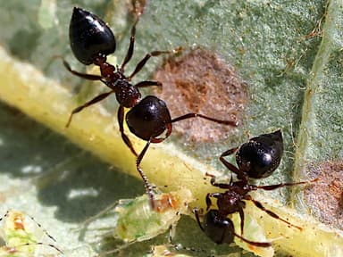 Crematogaster cerasi photo 6