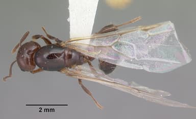 Crematogaster cerasi — queen photo 7
