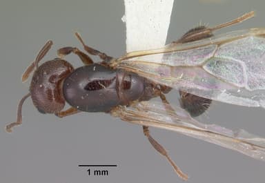 Crematogaster cerasi — queen photo 9