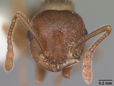 Crematogaster cerasi — queen photo 12