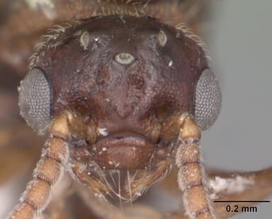 Crematogaster cerasi — queen photo 15