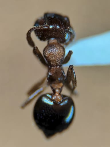 Crematogaster depilis photo 5